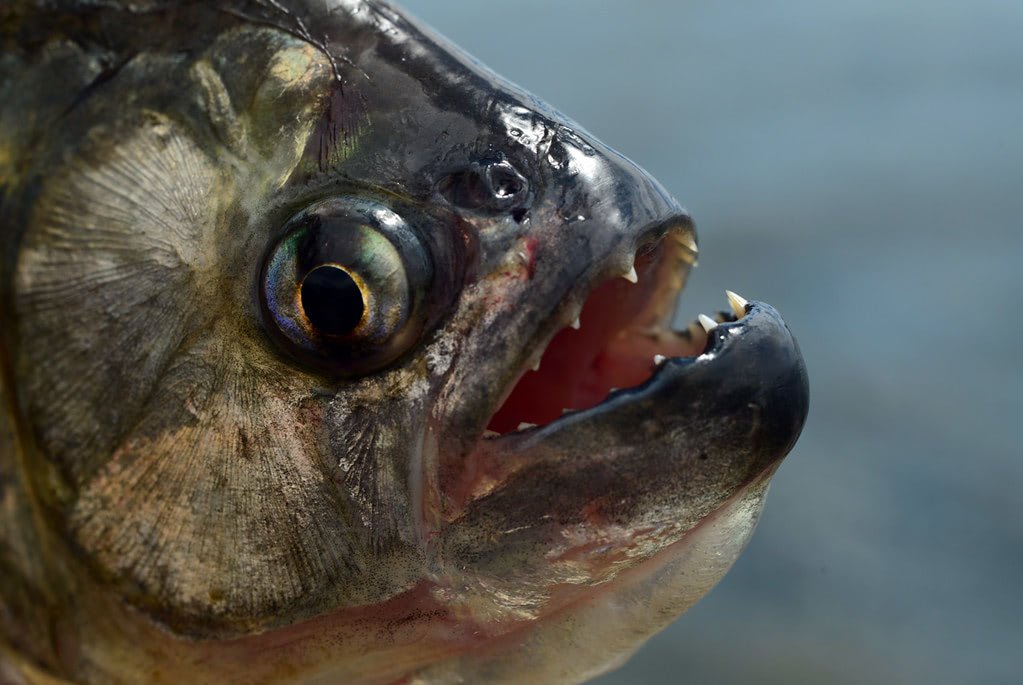 Piranha pristobrycon