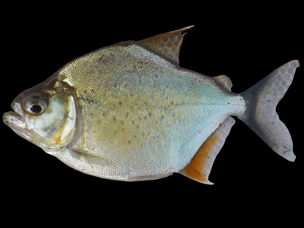 Piranha pristobrycon striolatus