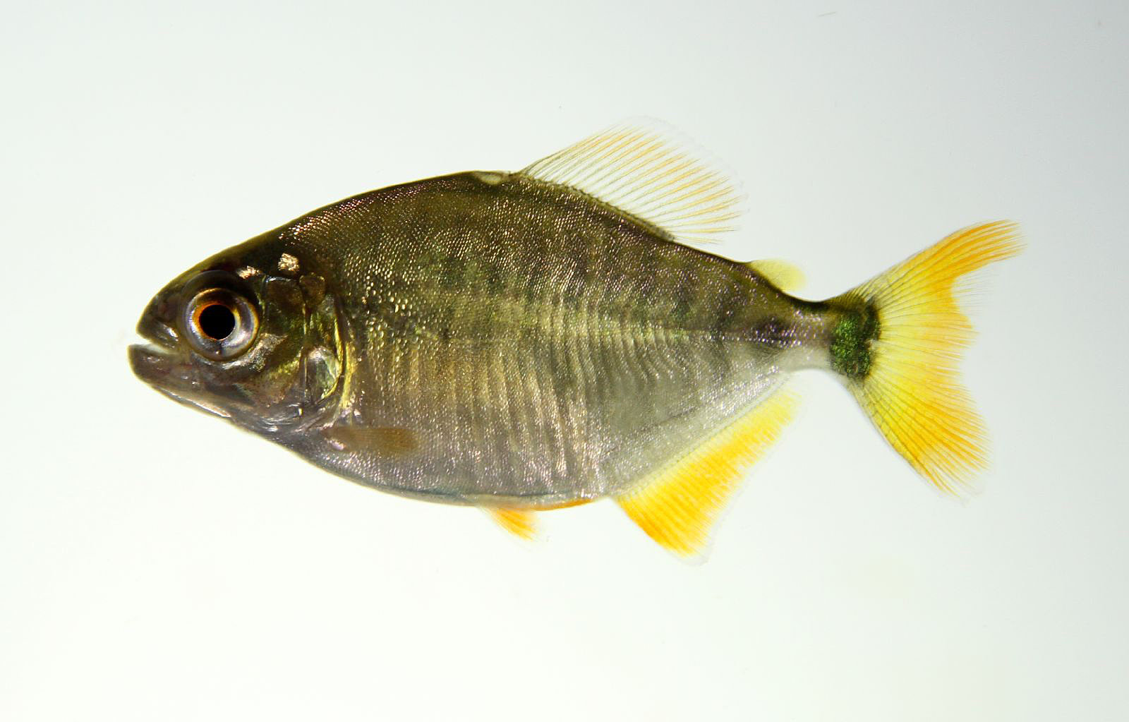 Piranha pygopristis denticulatus
