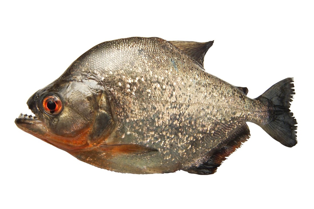 Piranha serrasalmus