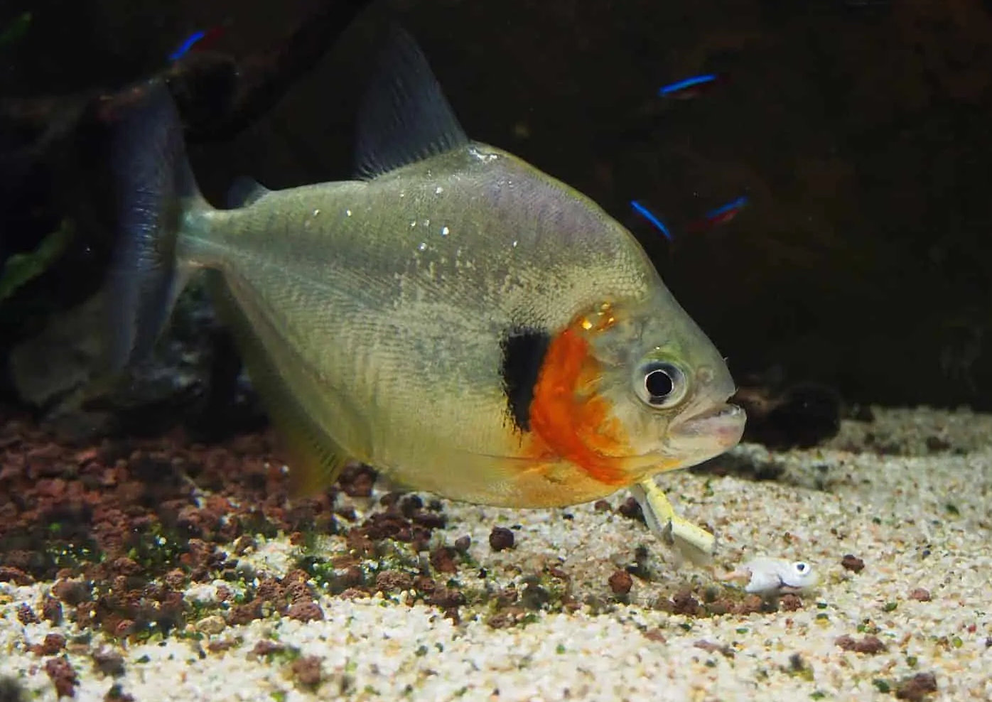 Piranha serrasalmus elongatus