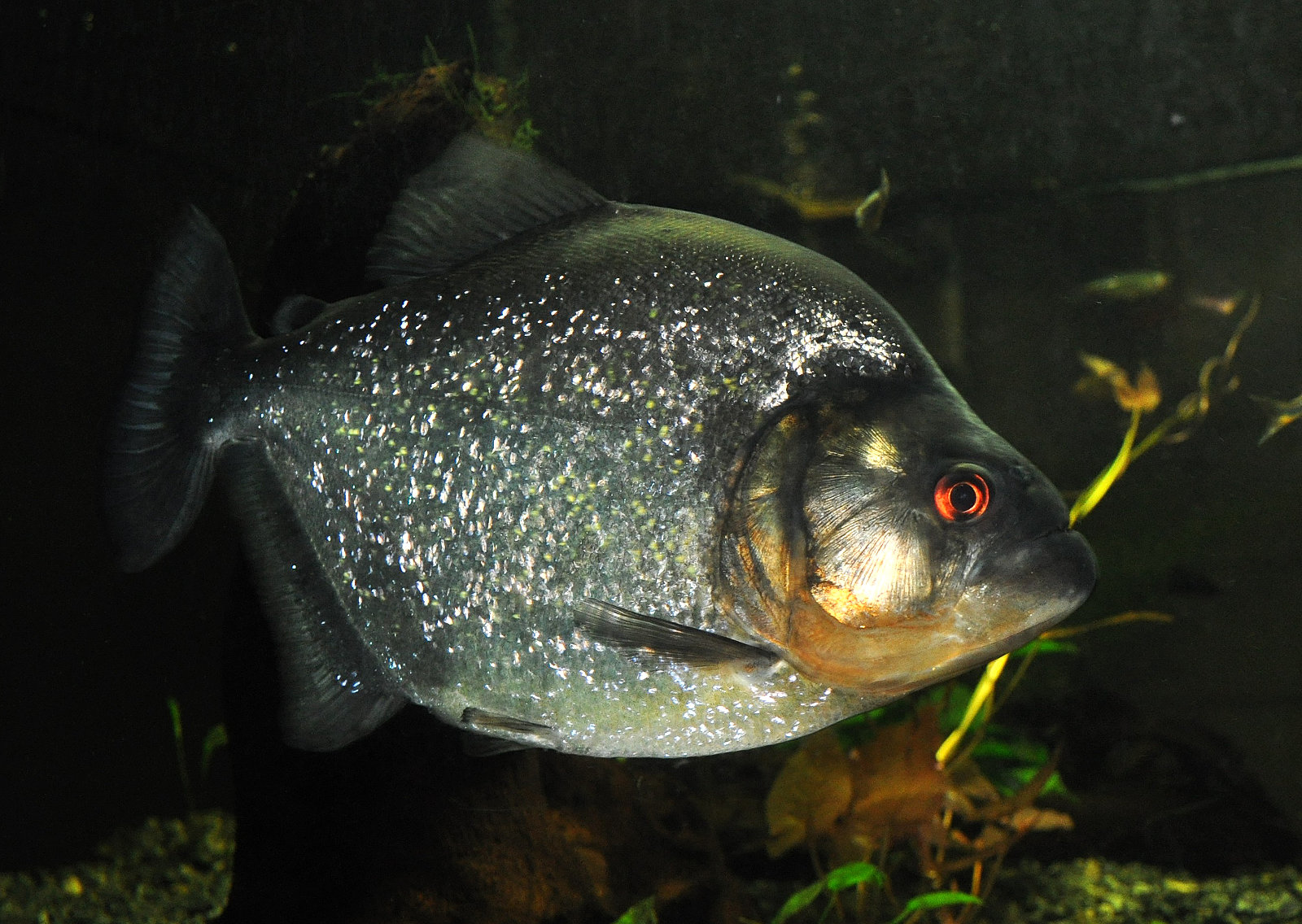 Piranha serrasalmus rhombeus