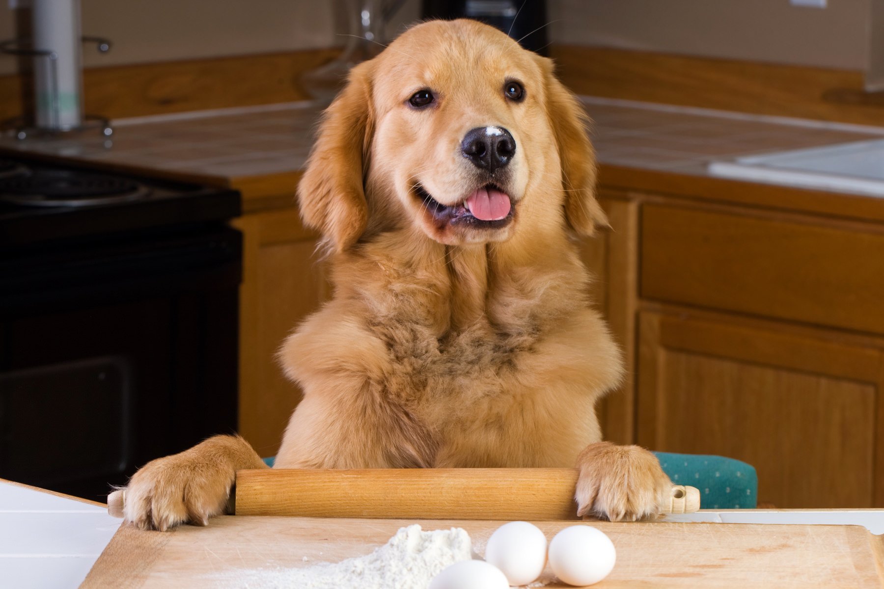 Dieta casalinga per cani