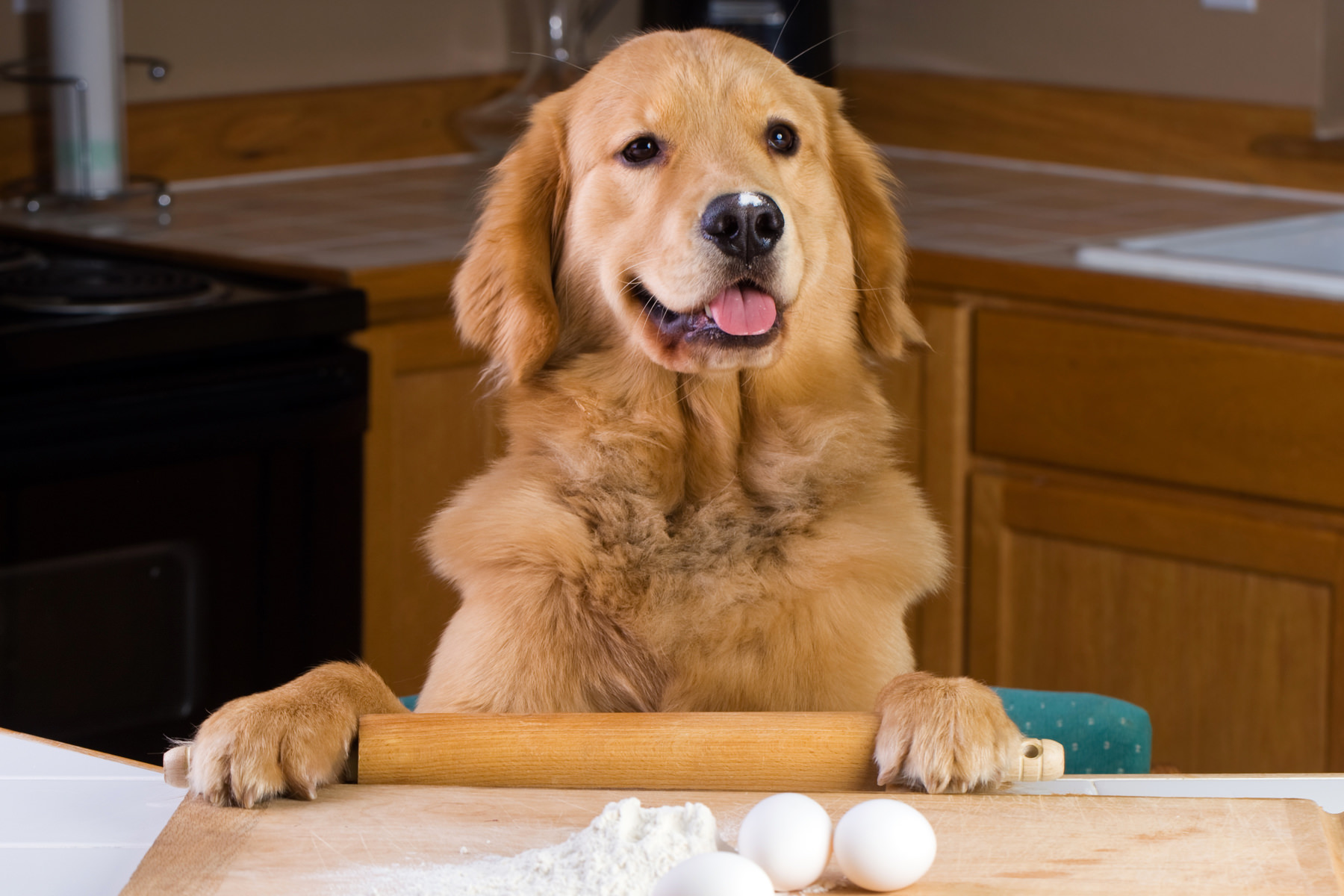 Alimentazione casalinga per cani