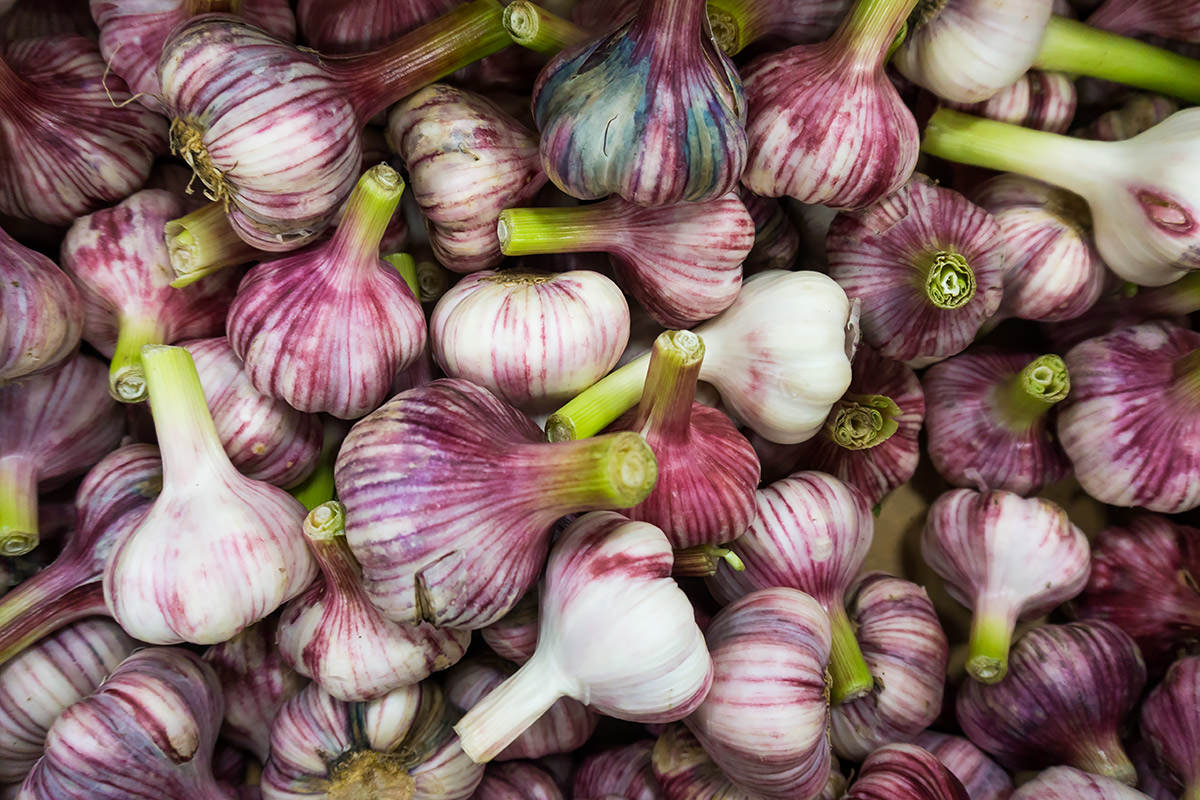 Aglio fresco
