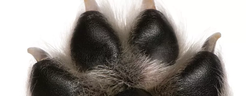 Perch&eacute; ai cani non piace farsi toccare le zampe?