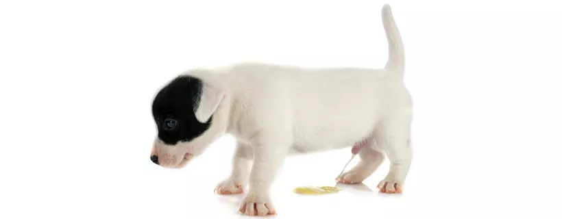 Quando i cuccioli iniziano ad alzare la zampa nel momento in cui devono fare pip&igrave;?