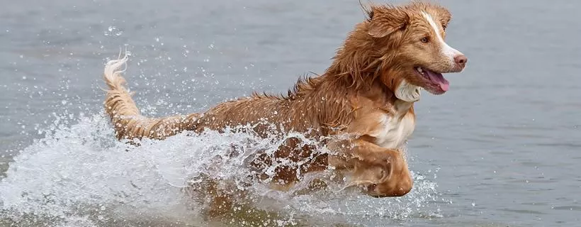Tutti i cani hanno le zampe palmate?