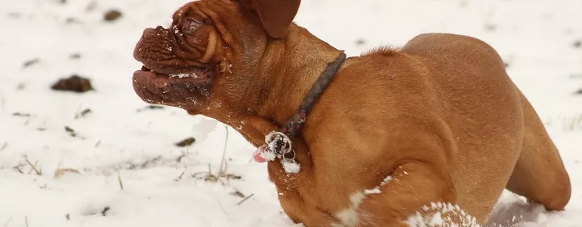 Curare le zampe del cane in inverno