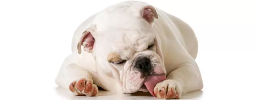 Perché il cane si lecca ossessivamente le zampe?