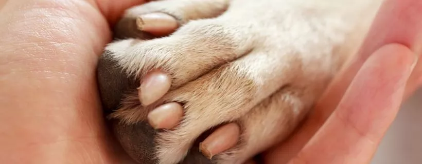 Identificare e Curare le infezioni alla zampa del cane