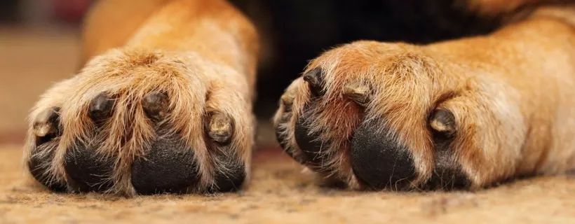Il cane ha le zampe gonfie: Cause e Cure