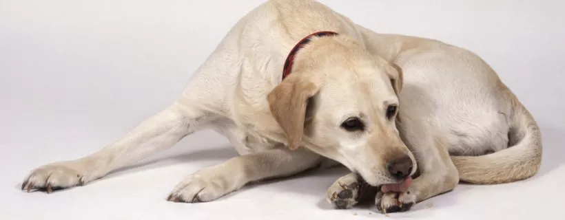 Perch&eacute; il mio cane si morde le zampe? 6 Cause e soluzioni