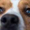 Nucleosclerosi nei cani: cause, sintomi, trattamenti, dieta