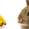 I conigli possono mangiare le banane? S&igrave;, ma con moderazione!