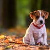 Come prepararsi per l'arrivo del tuo cucciolo di cane: la guida definitiva