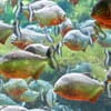 La riproduzione dei piranha in acquario
