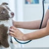 Collaborare con il veterinario per il benessere dei nostri cani: consigli e strategie