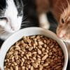 Quanto e cosa deve mangiare un gatto per stare bene?