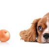 La cipolla è velenosa per i cani? Ecco i rischi, i sintomi e come intervenire in caso di ingestione