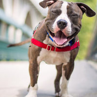 Probiotici: come sprecare i soldi per il vostro cane