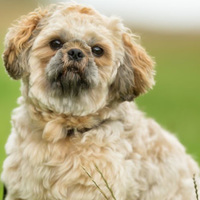 Tutto quel che c'è da sapere sui denti e sul morso dei cani