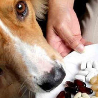 Vitamine per cani: come dare le vitamine al vostro cane