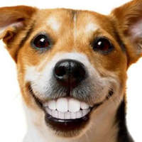Qual è il Miglior Cibo per i Denti del tuo Cane?