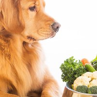 15 Migliori consigli per migliorare da SUBITO la dieta del tuo cane