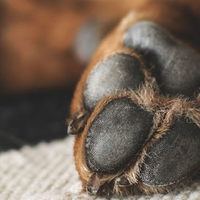 5 importanti suggerimenti per prenderti cura delle zampe del tuo cane
