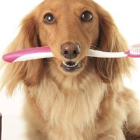 Dentifricio per cani: come fare il dentifricio naturale in casa