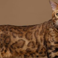 Cinque fatti importanti da sapere prima di comprare un gatto Bengala