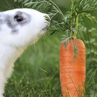I conigli possono mangiare le carote?