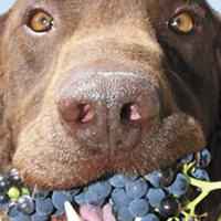 I cani possono mangiare l’uva? L’uva fa bene ai cani o no?