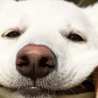 Segnali di problemi dentali nei cani e cosa si può fare a riguardo