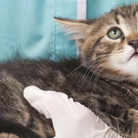 Vermi della vescica nei gatti: diagnosi e trattamenti