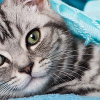 Perché i gatti amano dormire sui vestiti?