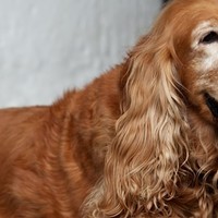 Sei condizioni di salute a cui fare attenzione nei cani anziani