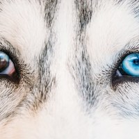 Eterocromia: perché alcuni cani hanno occhi di colore diverso