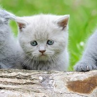 Sterilizzazione precoce per i gattini - Pro e Contro