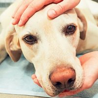 Il cancro alla vescica nei cani: fattori di rischio, sintomi e possibili terapie
