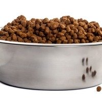 Le 3 qualità che deve avere il cibo per cani
