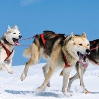 7 tratti caratteristici che dimostrano che il Siberian Husky è un cane nato per i climi freddi