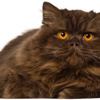 Razze di gatti a pelo lungo: le 10 razze più popolari