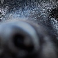 Salute del naso del cane: intervista con il veterinario olistico
