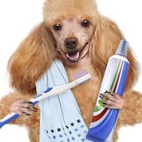 Come prendersi opportunamente cura dei denti del tuo cane