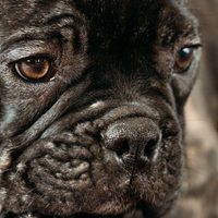 Infezione agli occhi nel cane: tipi, cause e trattamenti