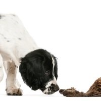 I cani possono perdere l'olfatto?