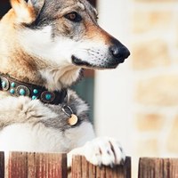 Le 10 migliori razze di cani da guardia: la classifica definitiva con consigli utili
