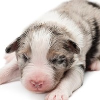 Mortalità neonatale in cuccioli: cause e consigli utili